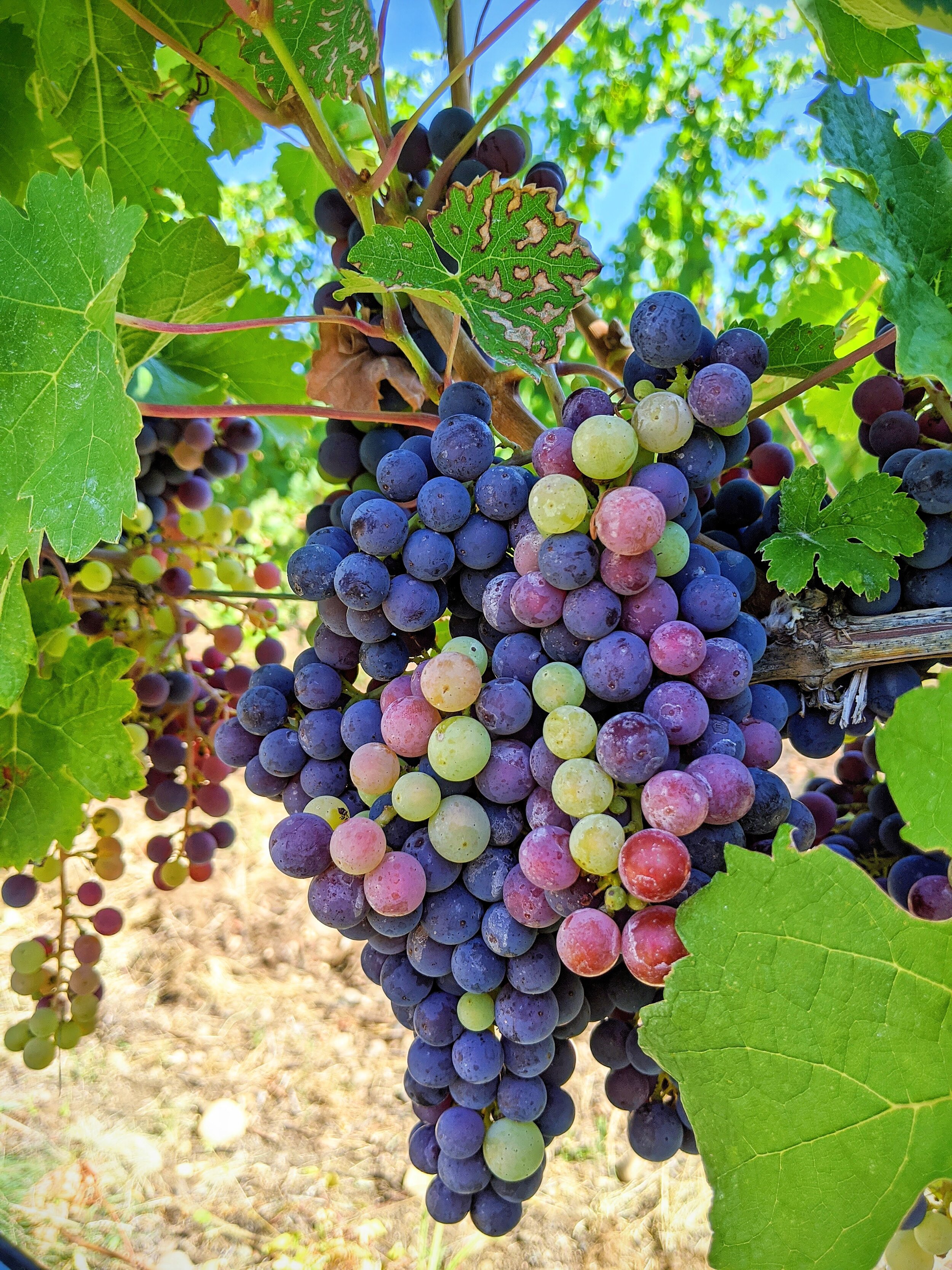 How beautiful are these grapes?