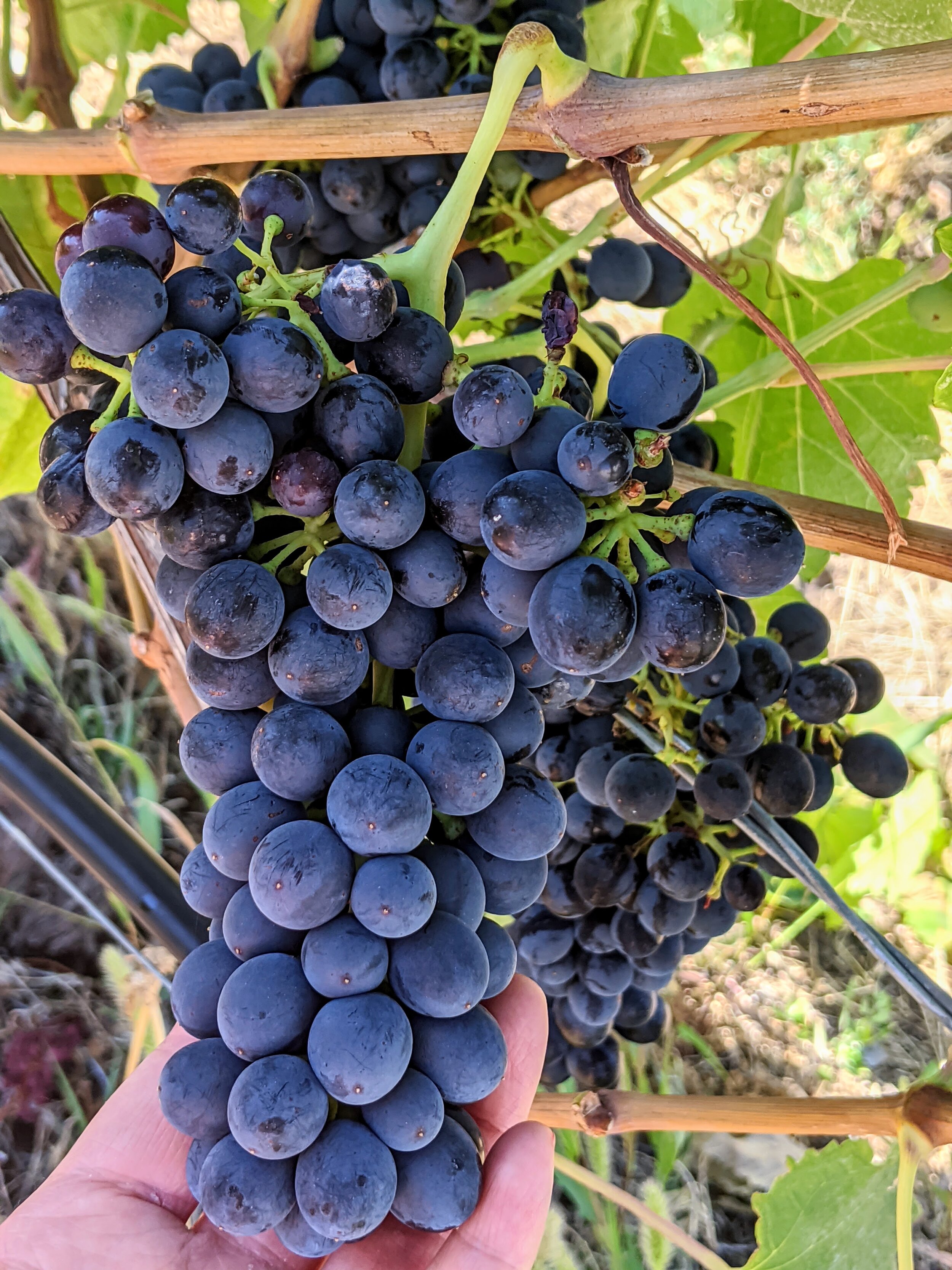 These plump dark grapes will soon be ready be harvested to produce their 2020 Syrah wine.