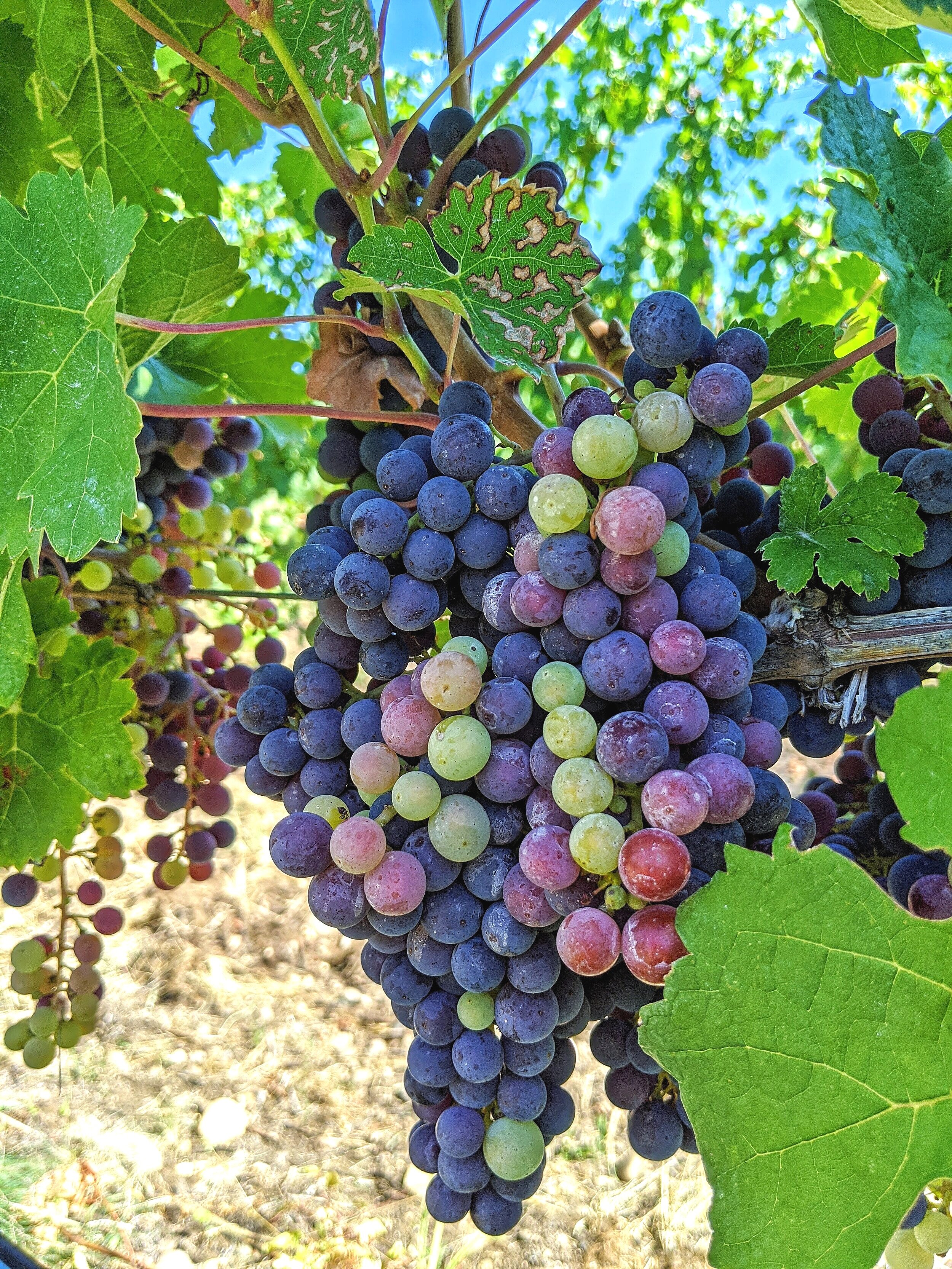 Wine Tasting at Church and State Winery - Oliver, BC